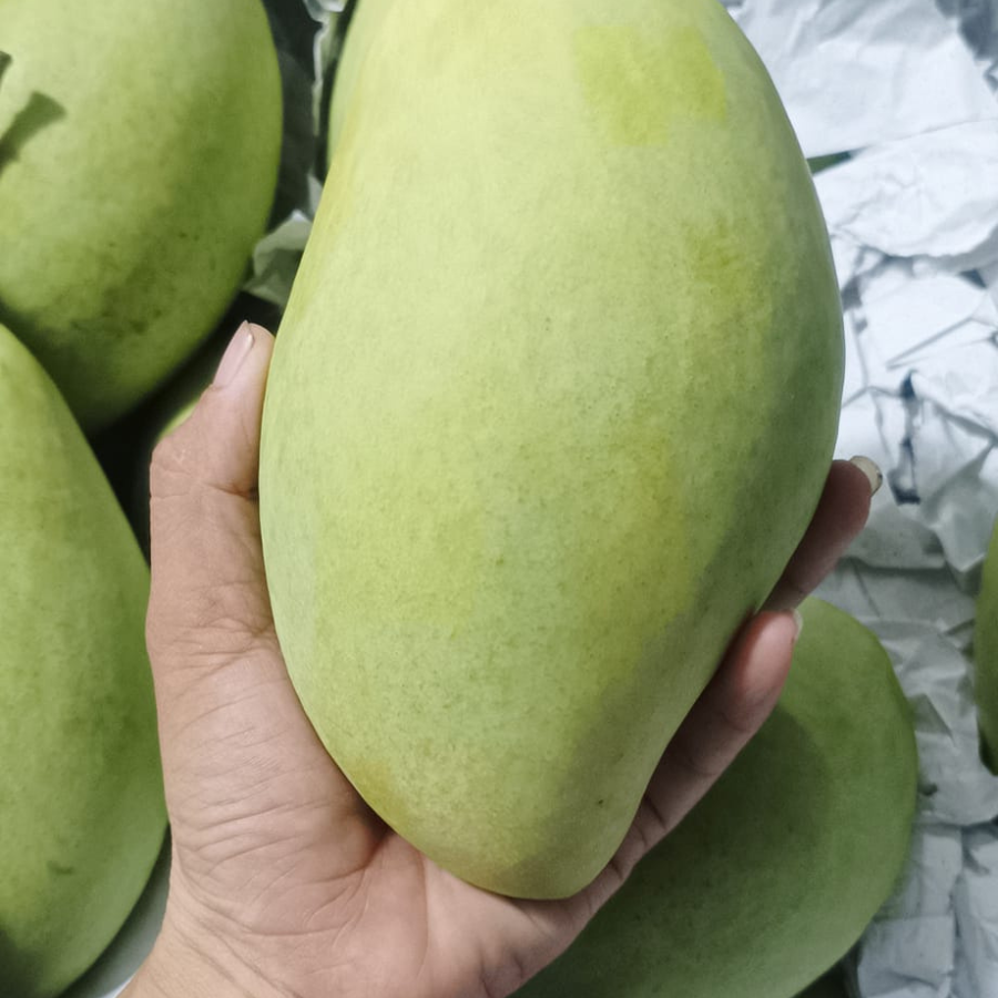 Xoài cát hòa lộc - cao lãnh_thumbnail_3