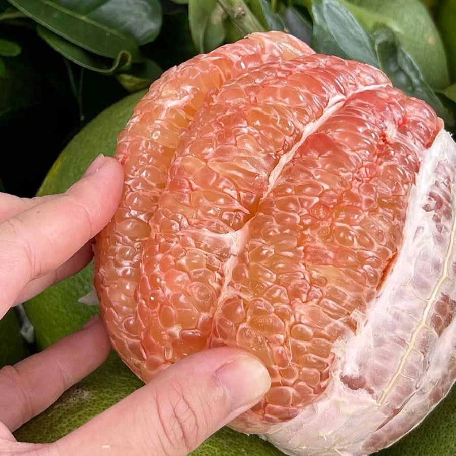 Bưởi da xanh_thumbnail_4