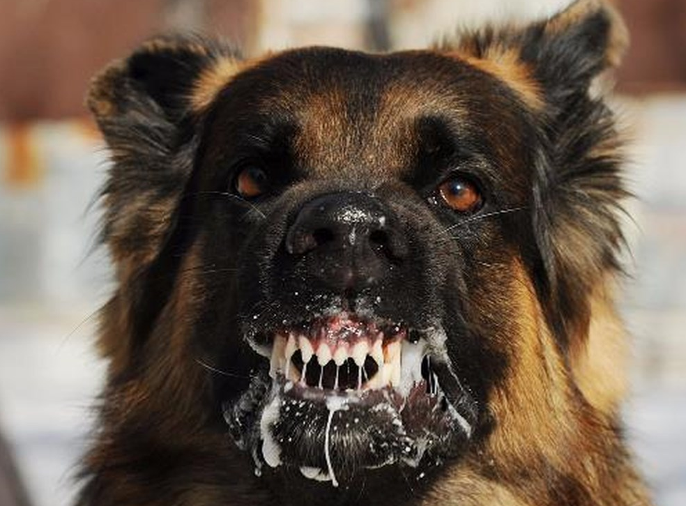 Bệnh dại ở chó: 