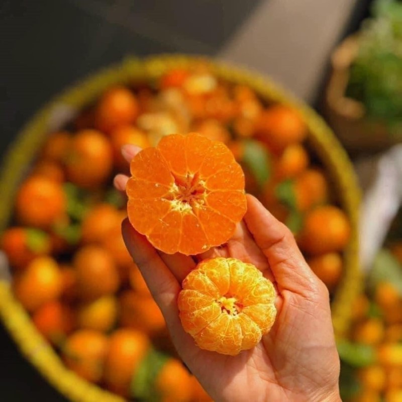 Cam Canh Mộc Châu