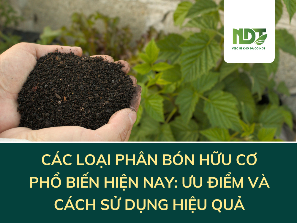 CÁC LOẠI PHÂN BÓN HỮU CƠ PHỔ BIẾN HIỆN NAY: ƯU ĐIỂM VÀ CÁCH SỬ DỤNG HIỆU QUẢ