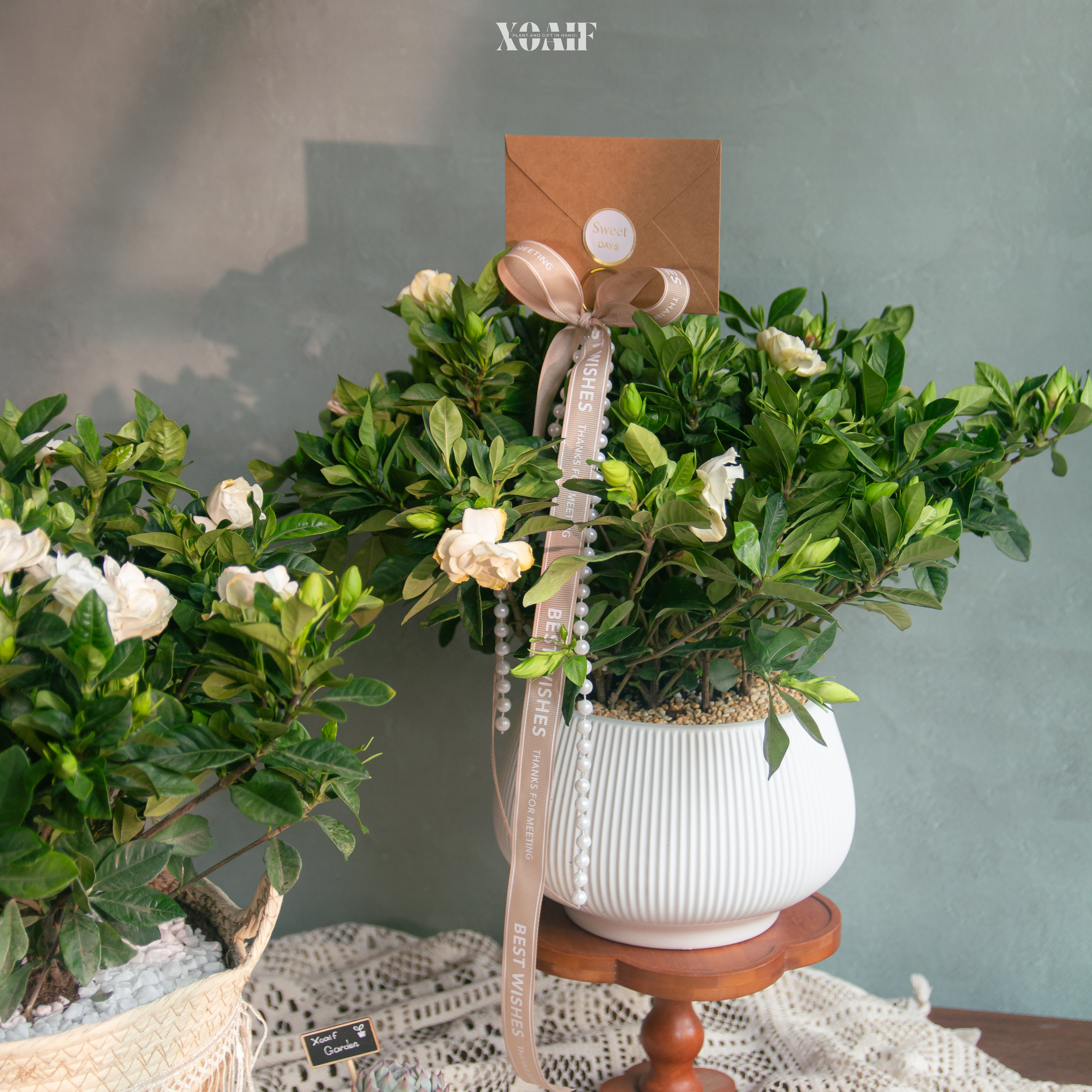 BẠCH THIÊN HƯƠNG_thumbnail_5