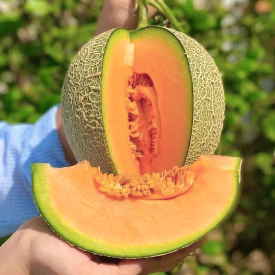 Dưa lưới TL3_thumbnail_5