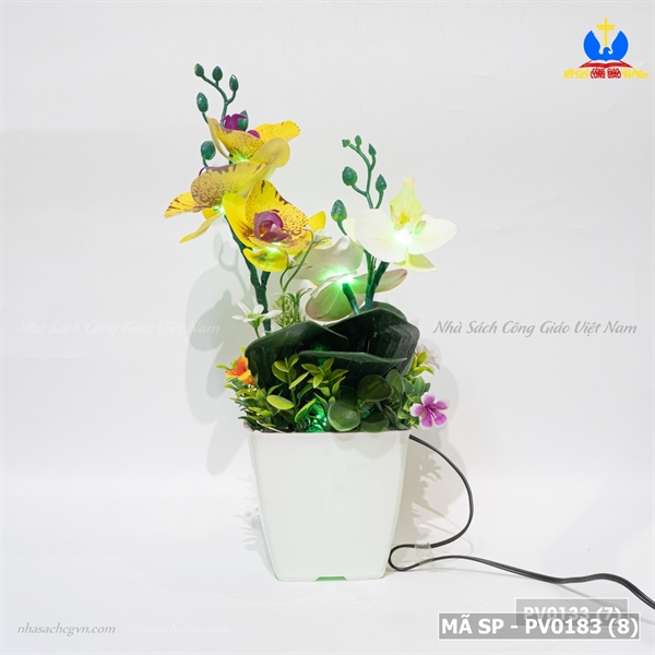 Hoa lan 2 nhánh_thumbnail_3