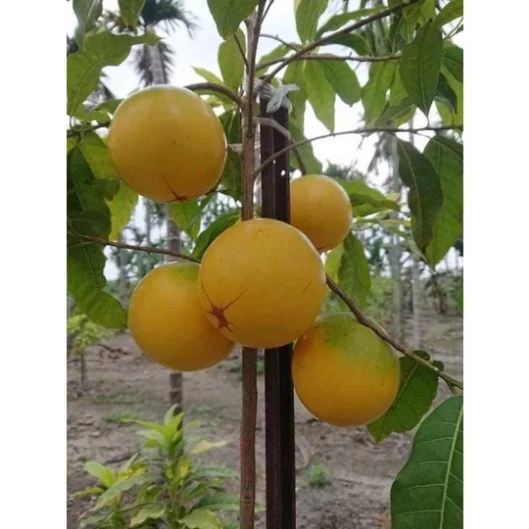 Vú Sữa Hoàng Kim_thumbnail_2