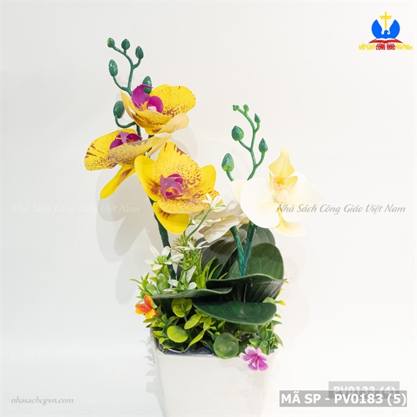 Hoa lan 2 nhánh_thumbnail_1