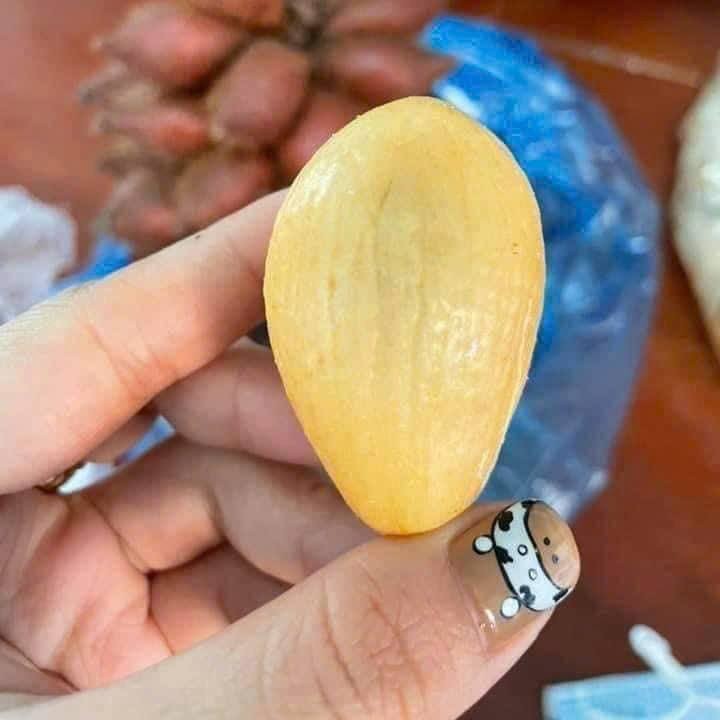 Mây Thái Lan_thumbnail_2