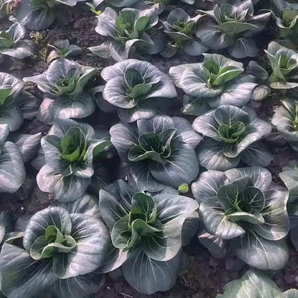 Combo 10 cây giống Cải thìa siêu xanh ươm sẵn_thumbnail_1