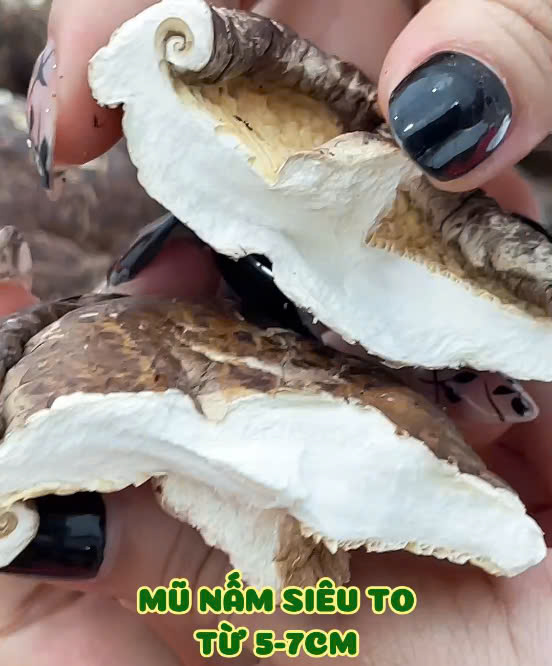 Nấm hương thượng hạng cỡ VIP_thumbnail_2