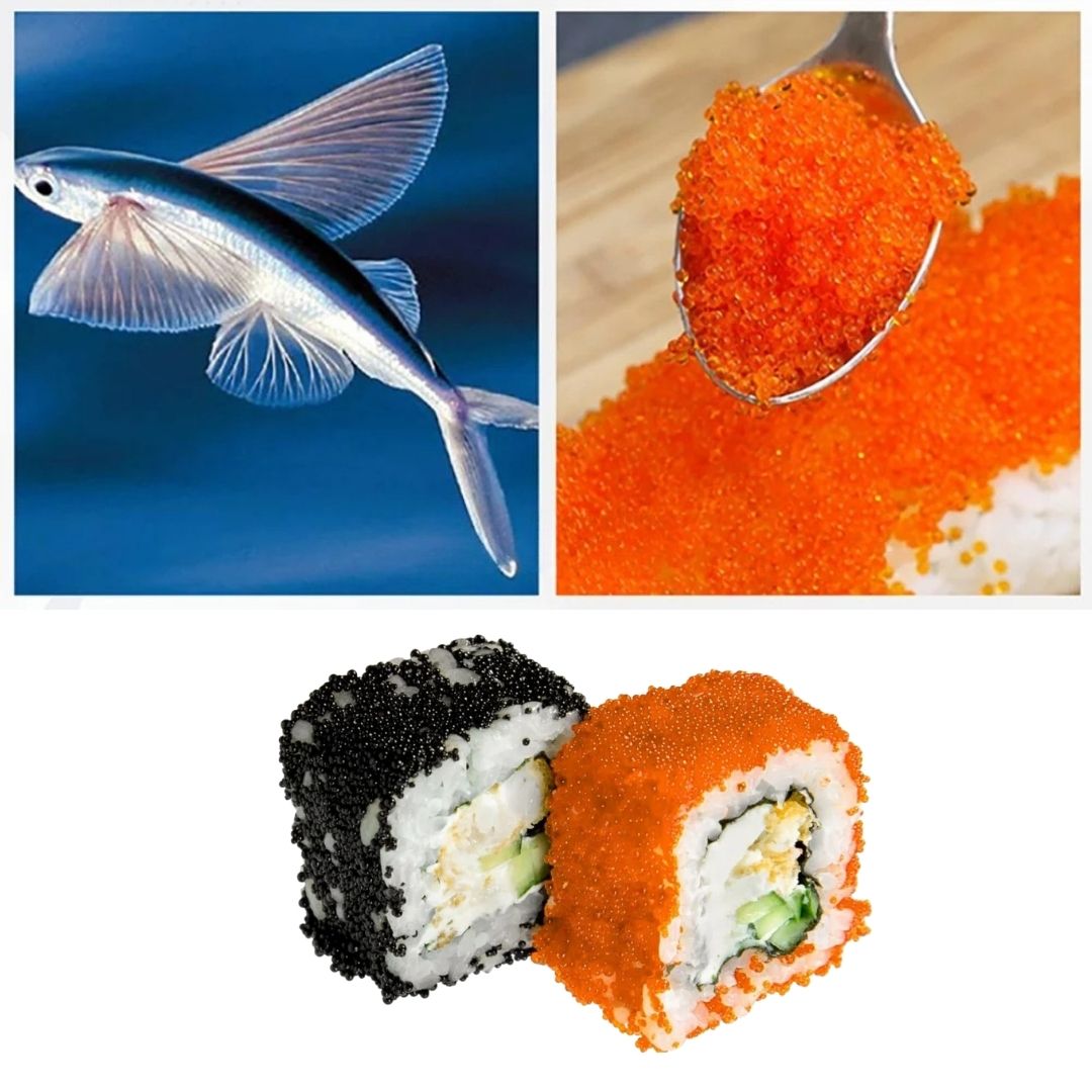 TOBIKO (trứng cá chuồn màu cam, xanh, đen, đỏ) _thumbnail_2
