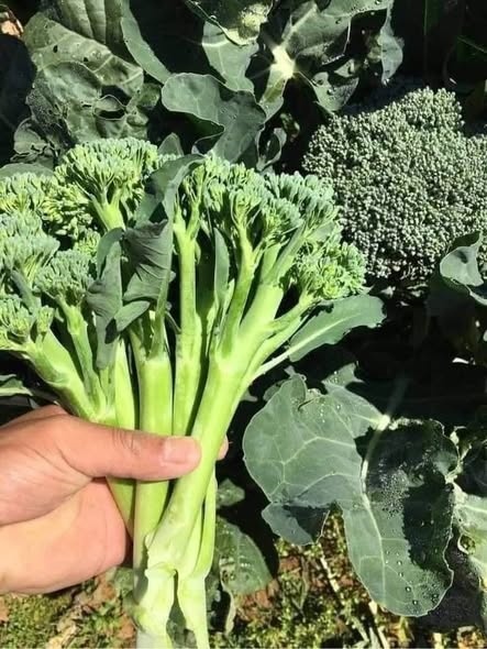 Sup lơ baby_thumbnail_3