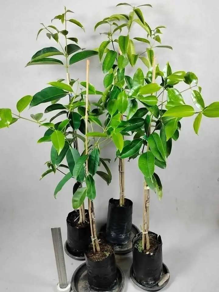 Trâm xanh cây cây cao 65-80cm TX-01 CALATA