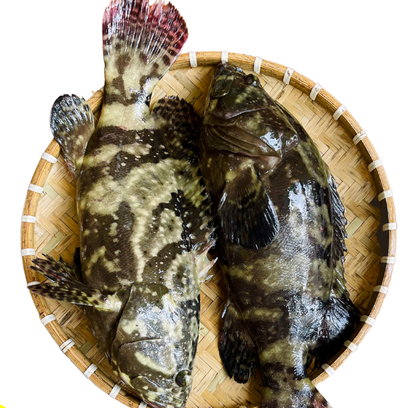 Cá mú Thịt béo, Săn chắc - Giao sống Tận nơi