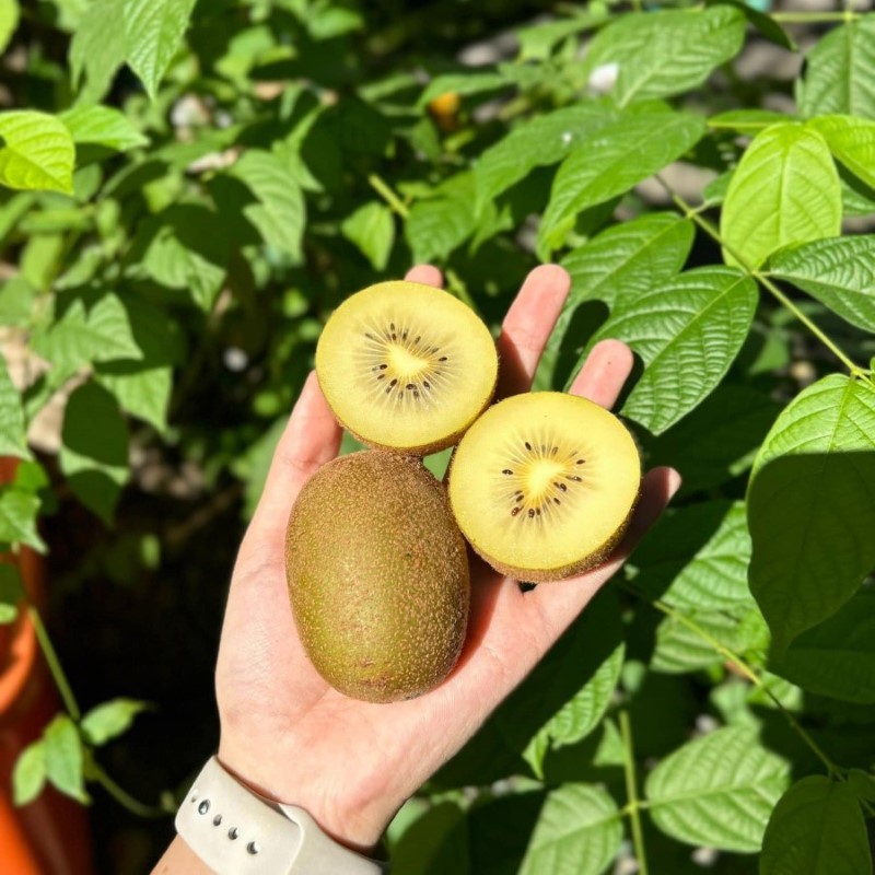 Kiwi Vàng Kangaroo (Đài Loan)