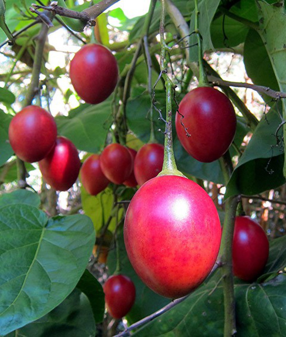 Cà Chua Thân Gỗ Tamarillo_thumbnail_1