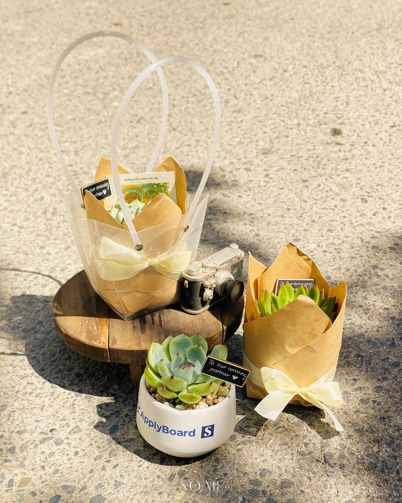 SET QUÀ TẶNG CÂY SEN ĐÁ 8CM