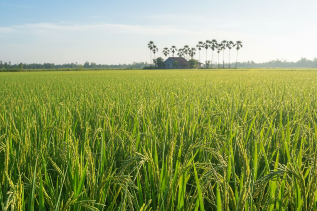 Thiết kế chưa có tên