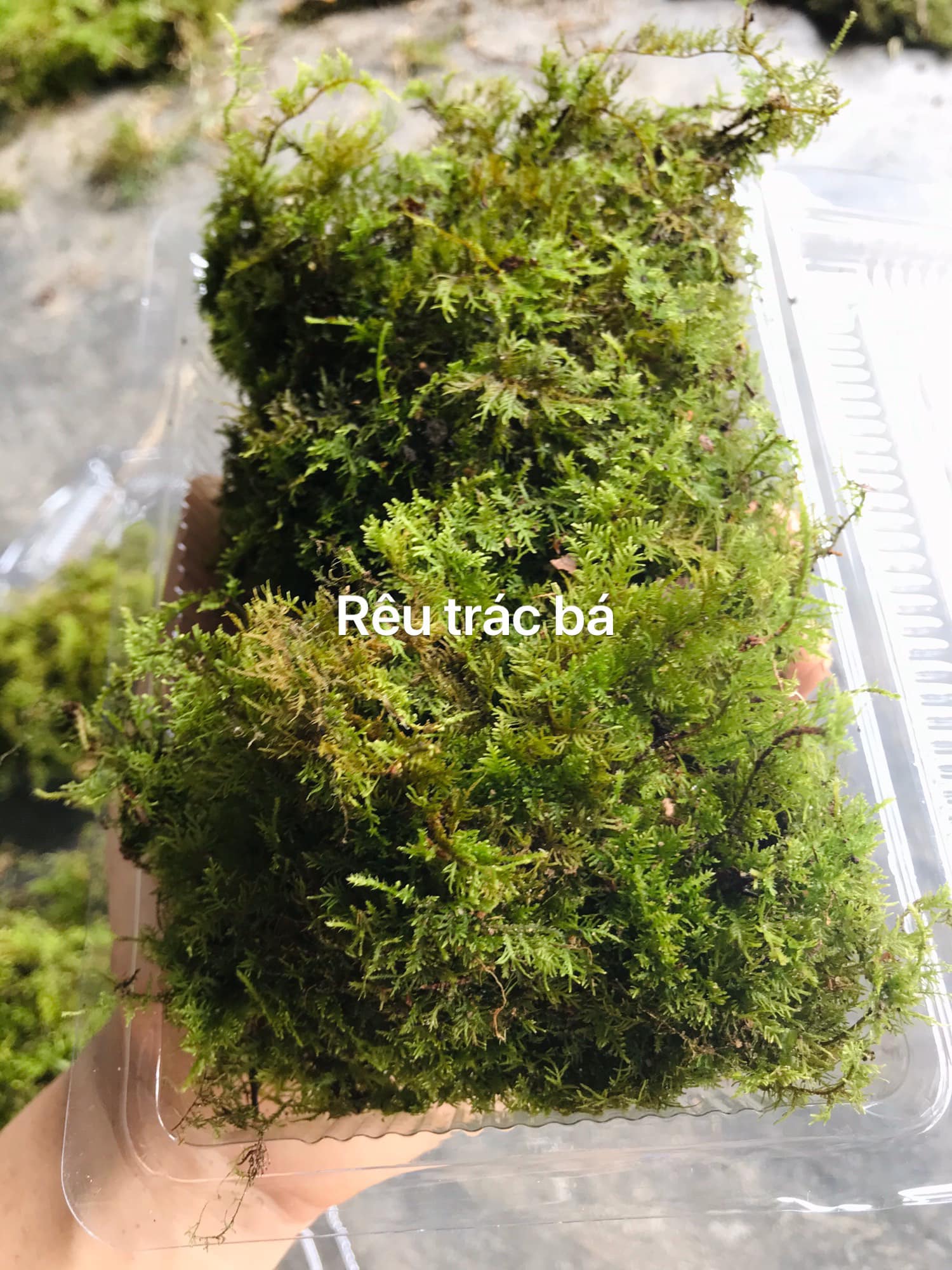 RÊU  MIX TIỂU CẢNH_thumbnail_0