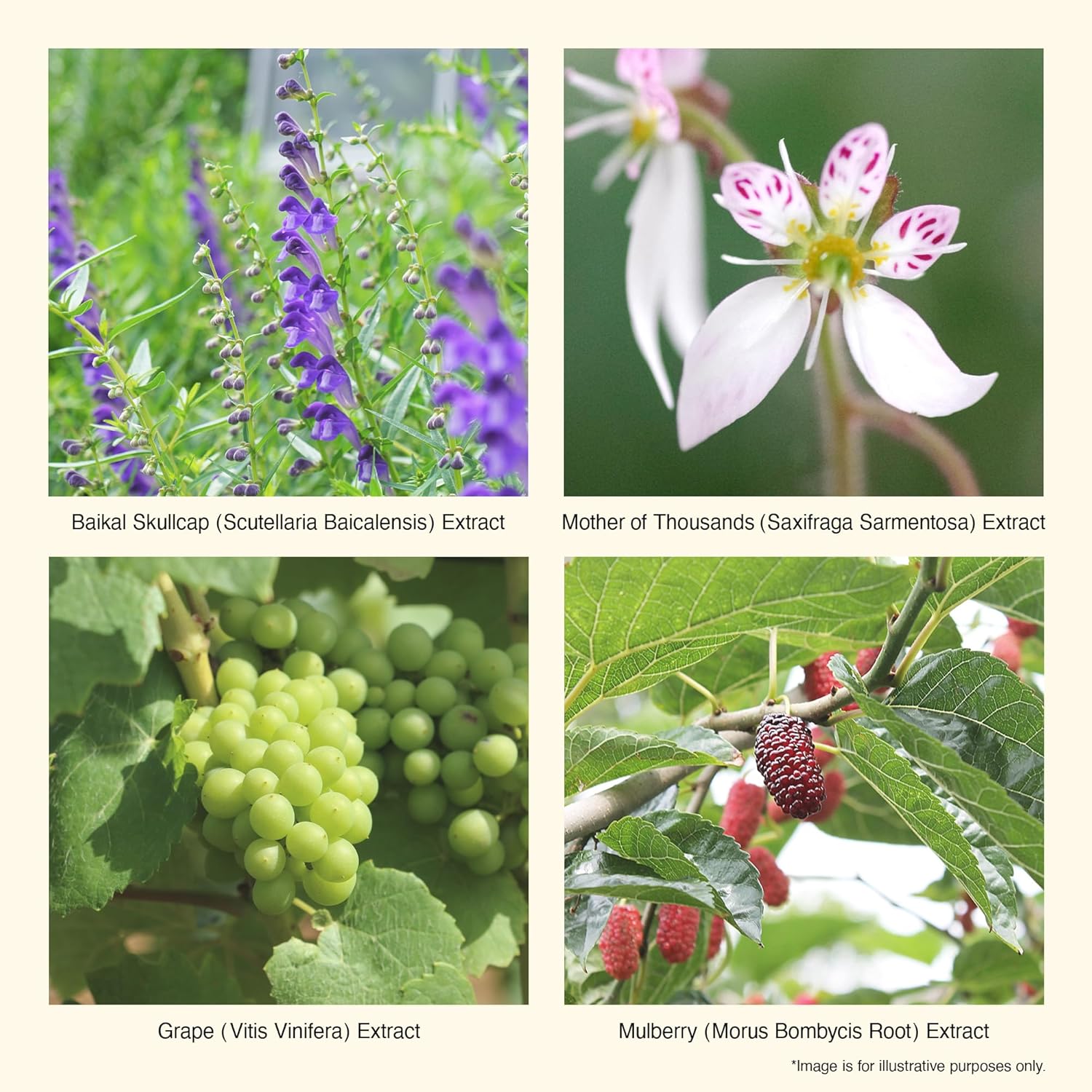 Dung dịch rửa vệ sinh phụ nữ dạng bọt Iroha ( bản Original)_thumbnail_5