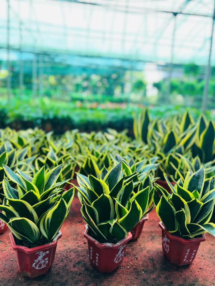 LƯỠI HỔ_thumbnail_5