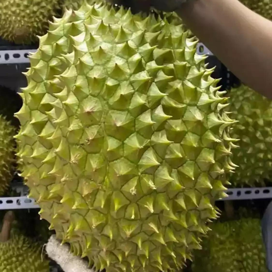 Trái Loại 2 - Sầu Riêng Ri6 MIỀN TÂY ( VIETGAP )_thumbnail_2