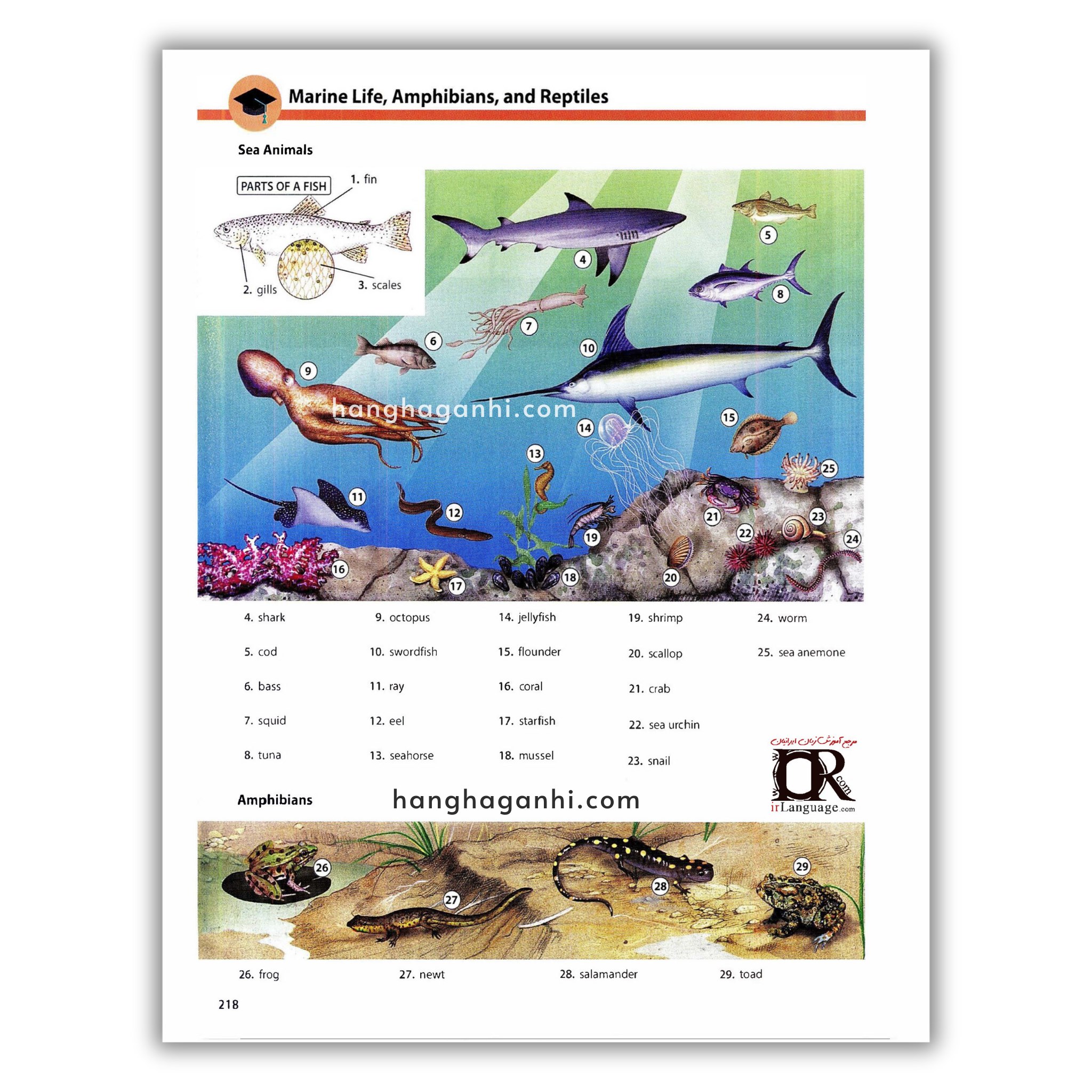Oxford Picture Dictionary Third Edition: Từ điển Tiếng Anh_thumbnail_16