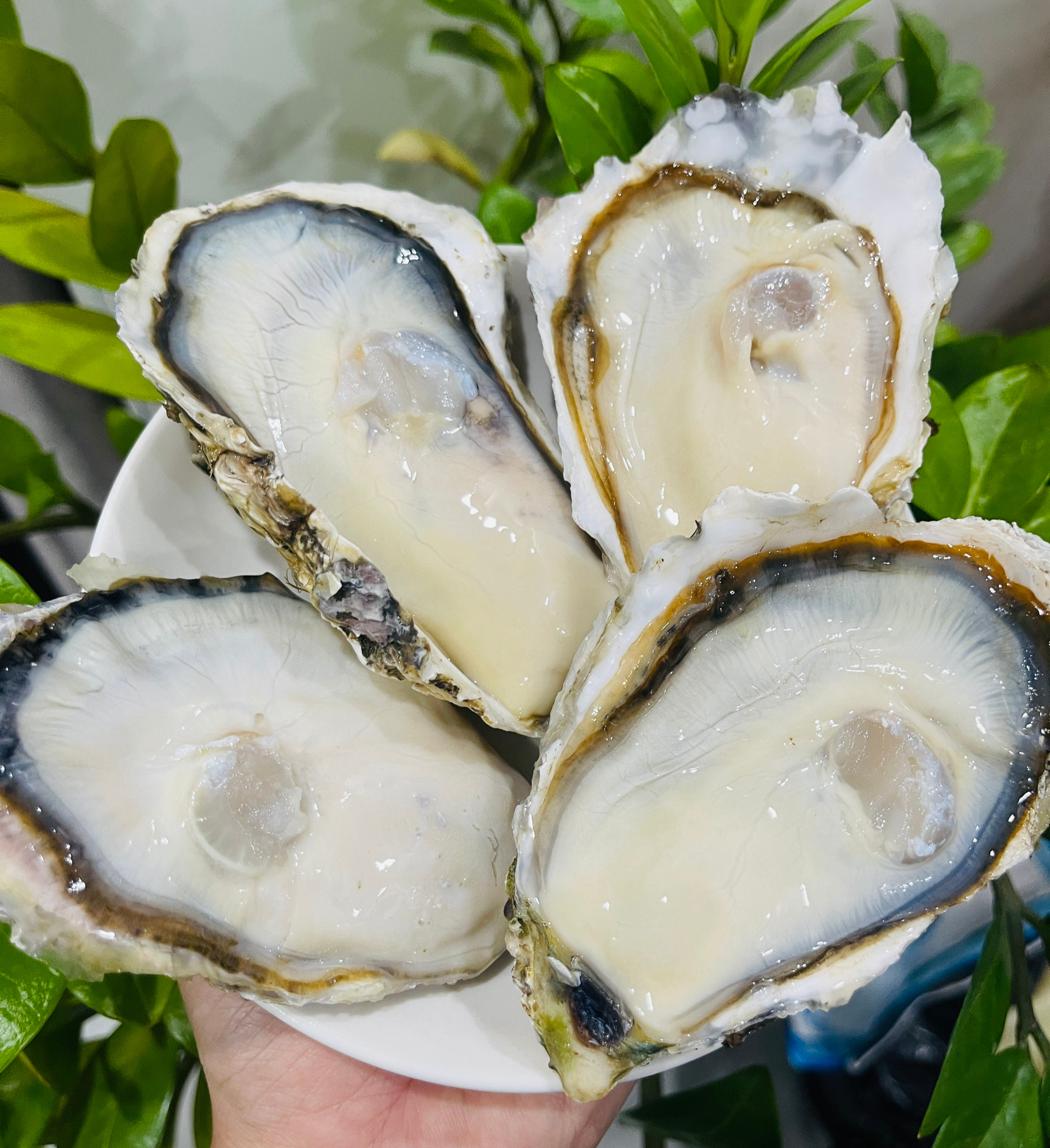 Hàu Nhật Hyogo nguyên con_thumbnail_1