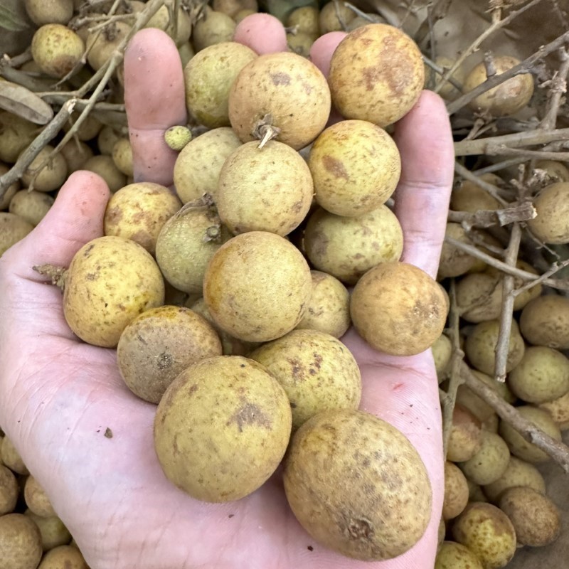 Nhãn Da Bò_thumbnail_3