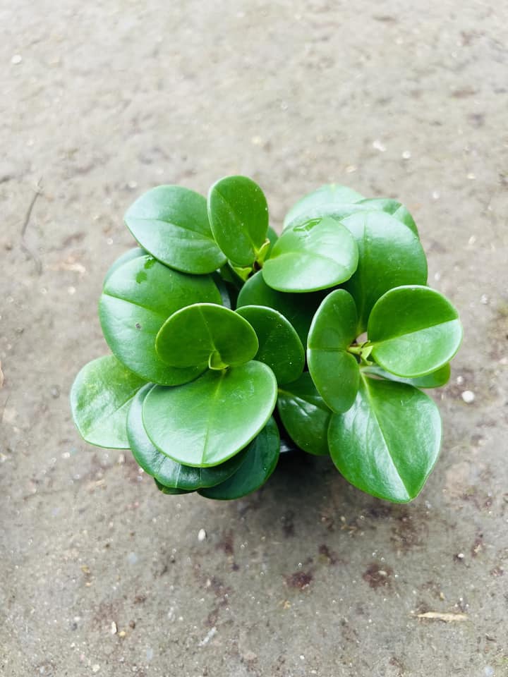 TRƯỜNG SINH