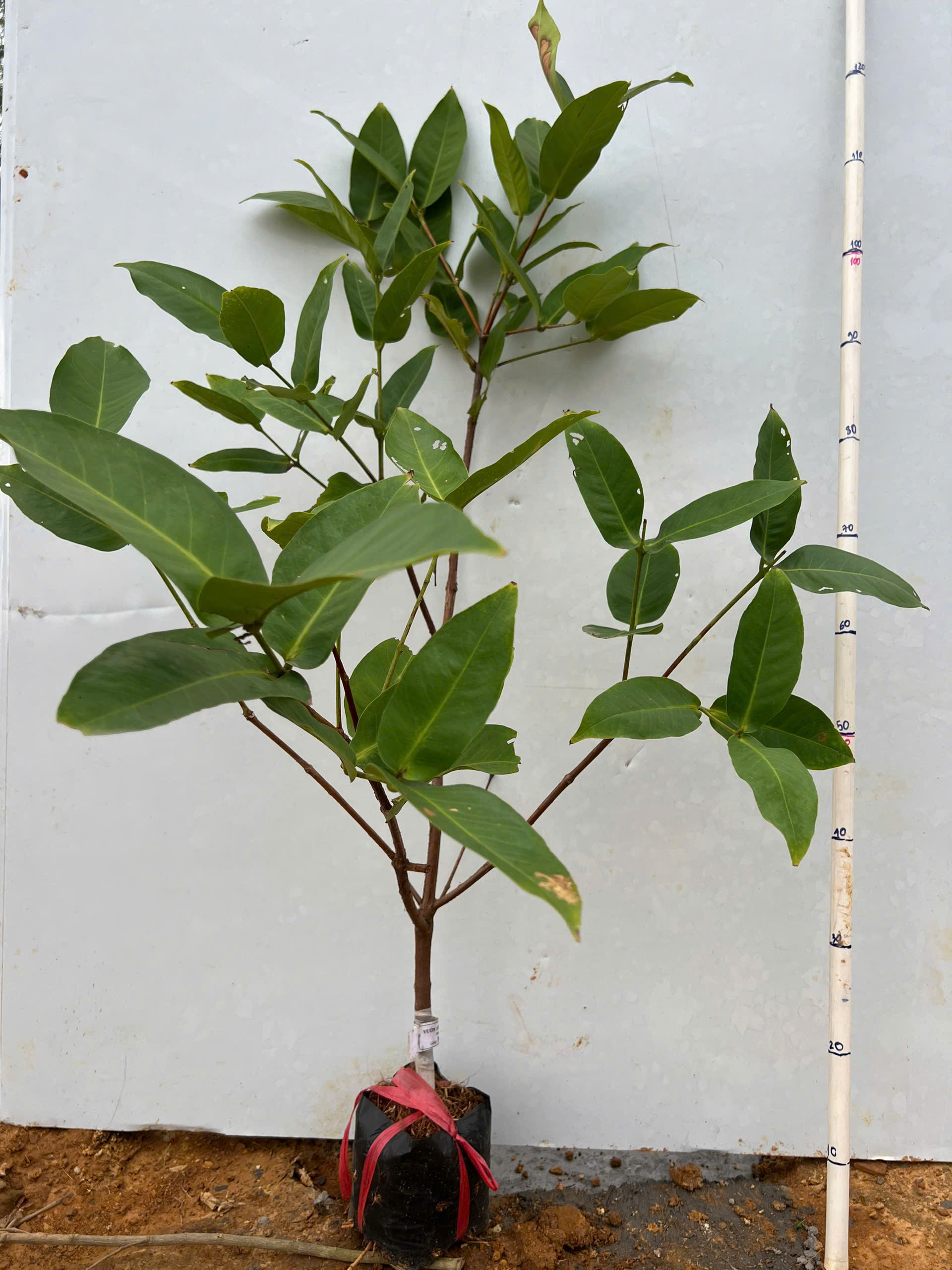 Mận hồng MST cao 50-60cm PT02 CALATA