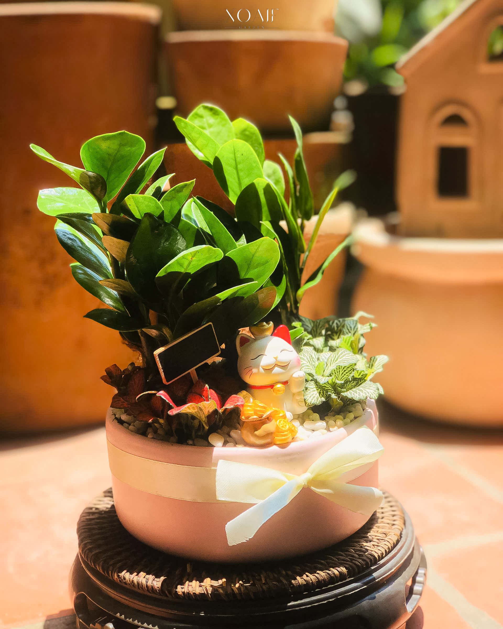 CÂY KIM TIỀN MIX CẨM