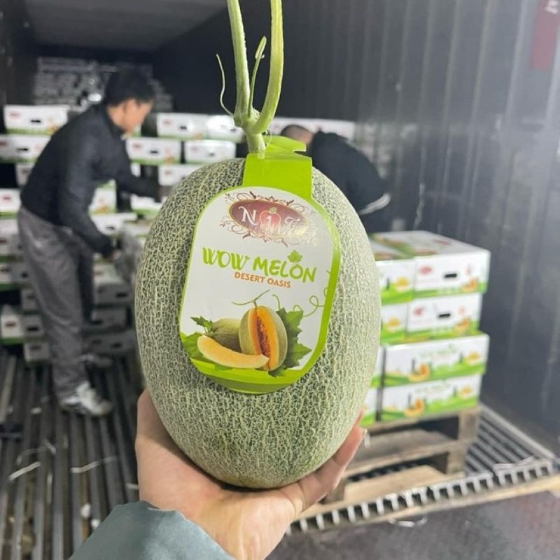 Dưa Lưới Đài Loan (WOW-N1F)