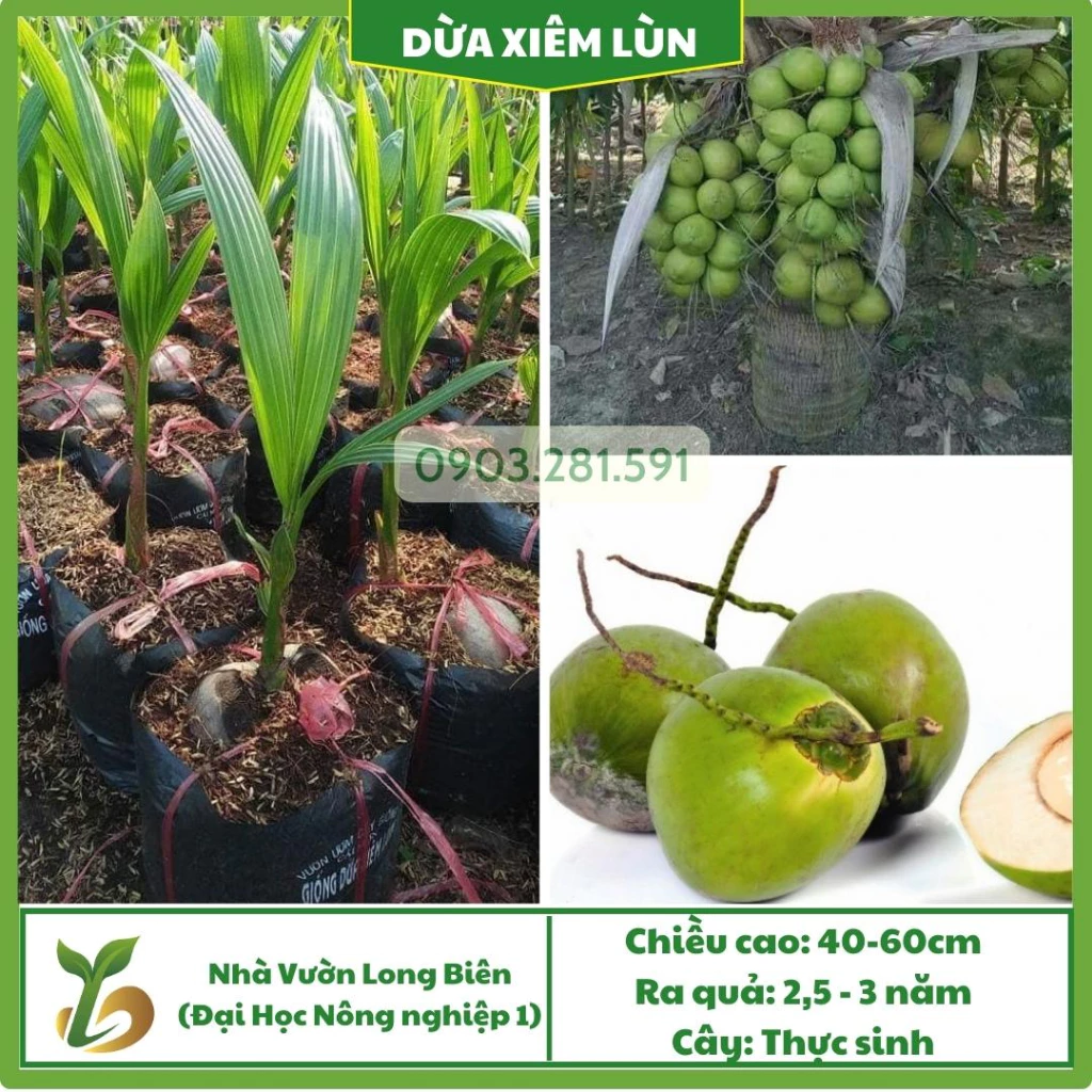 Dừa Xiêm Lùn