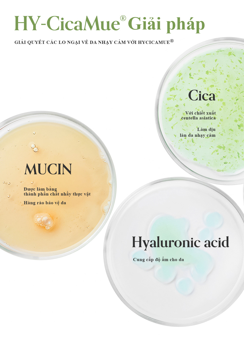 Tinh chất dưỡng da, kiểm soát bã nhờn Elravie HyCicaMue Ampoule 50ml_thumbnail_5