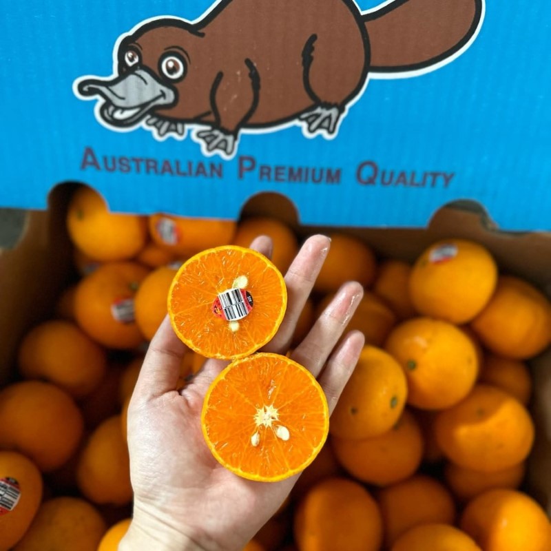 Quýt Úc Baby (Citrus)