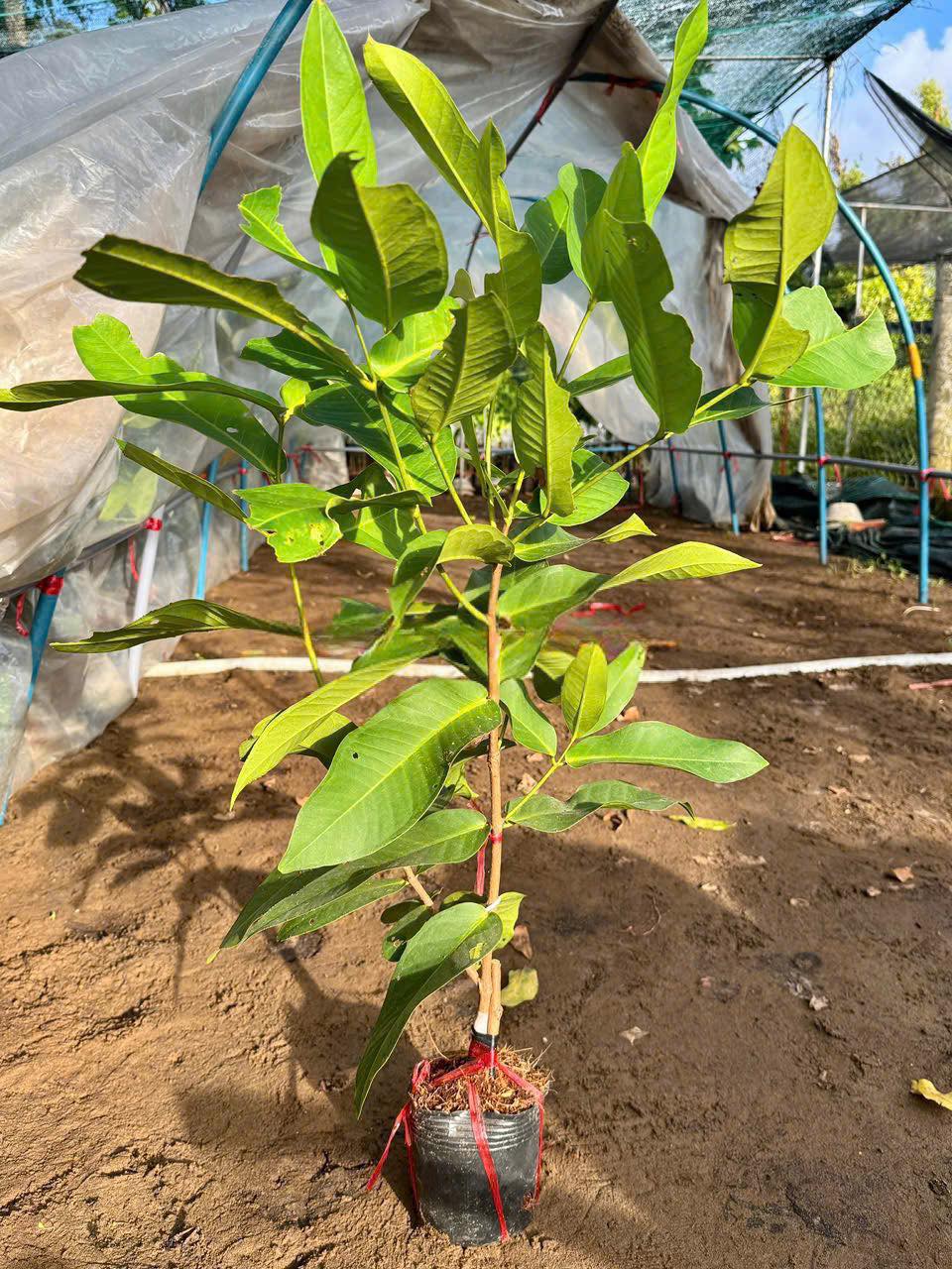 Mận MDH ghép chui cành cao 50-60cm MDH-01 CALATA