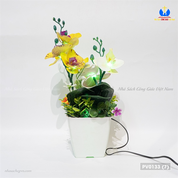 Hoa lan 2 nhánh_thumbnail_3