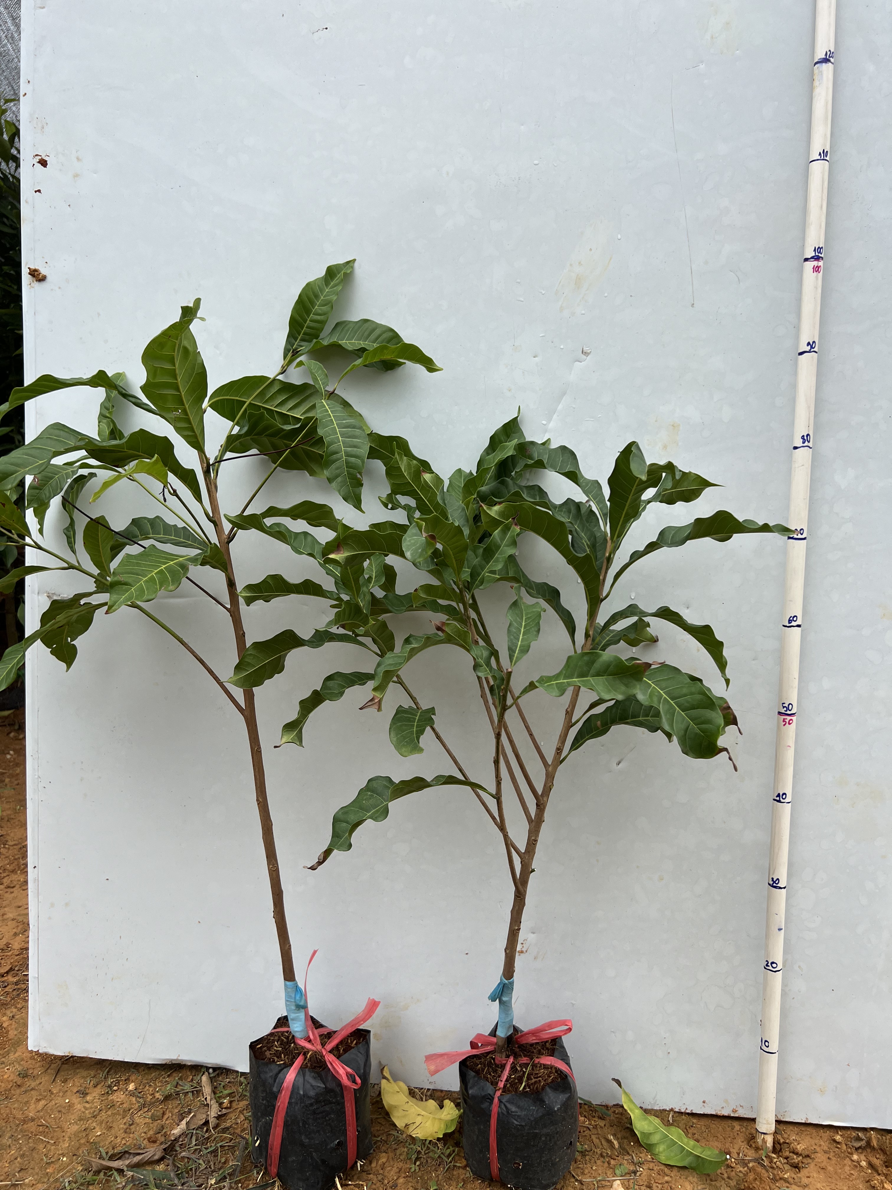 Vú sữa hoàng kim cao 50-60cm PT31 CALATA