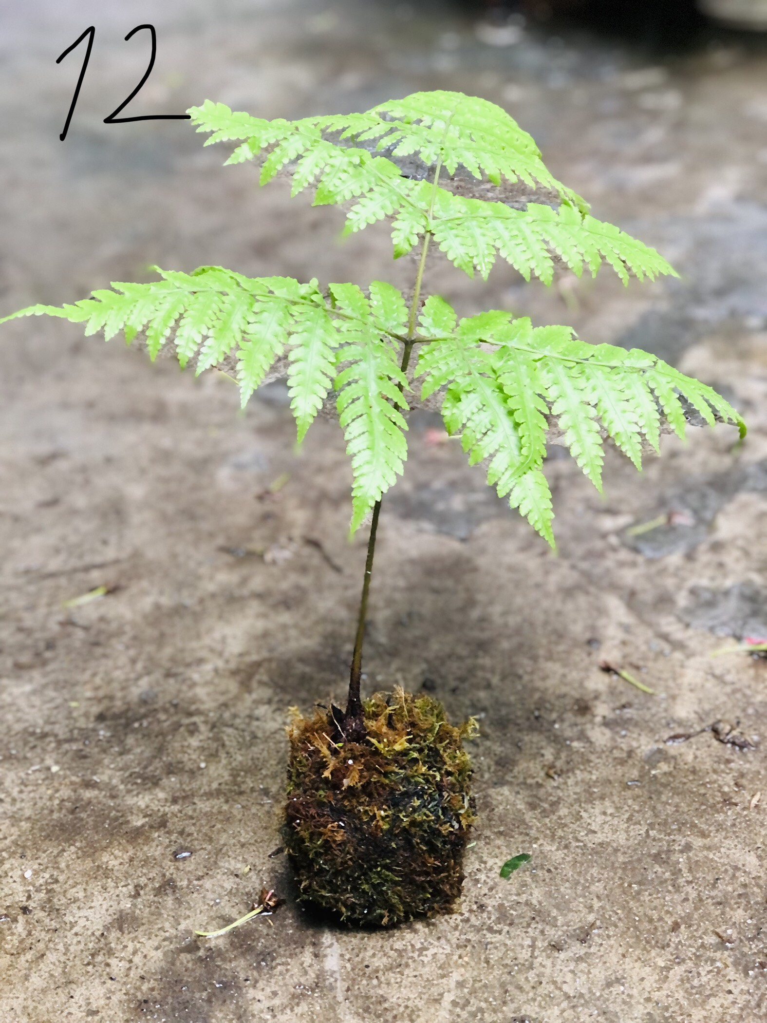 DƯƠNG XỈ_thumbnail_3