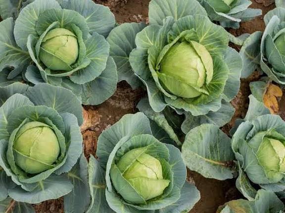 Bắp cải xanh tròn_thumbnail_1