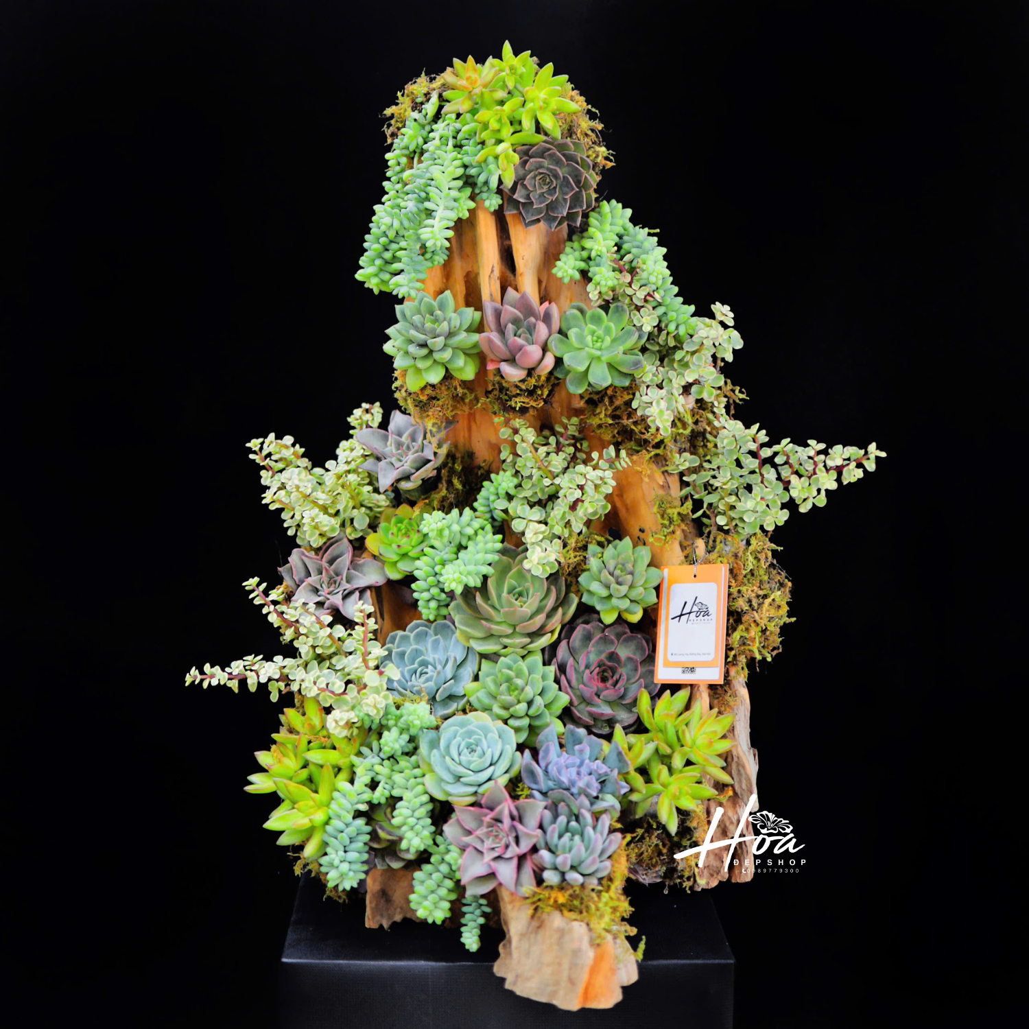 Lũa sen đá size35