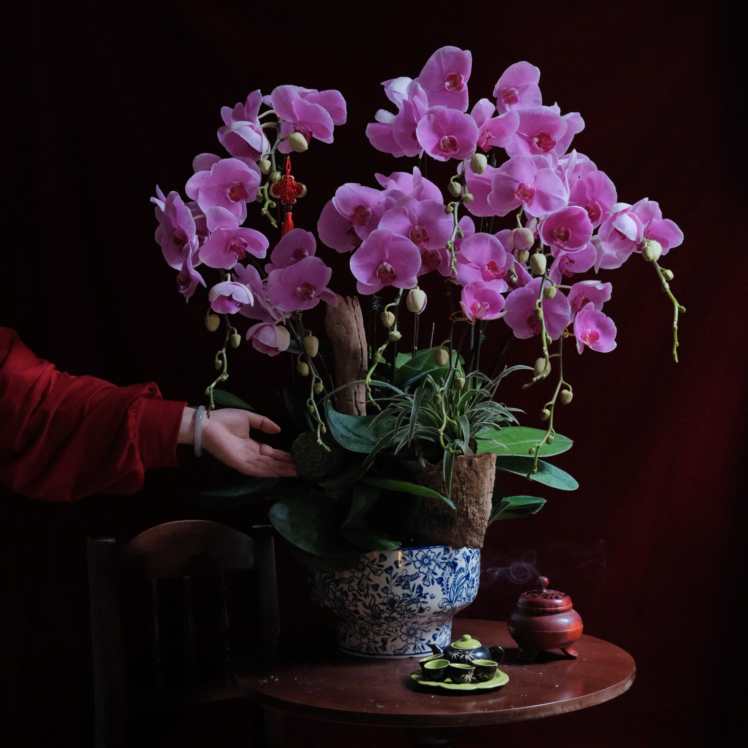 Chậu Lan Hồ Điệp (Đại Lan) - Màu hồng tím - 10 cây