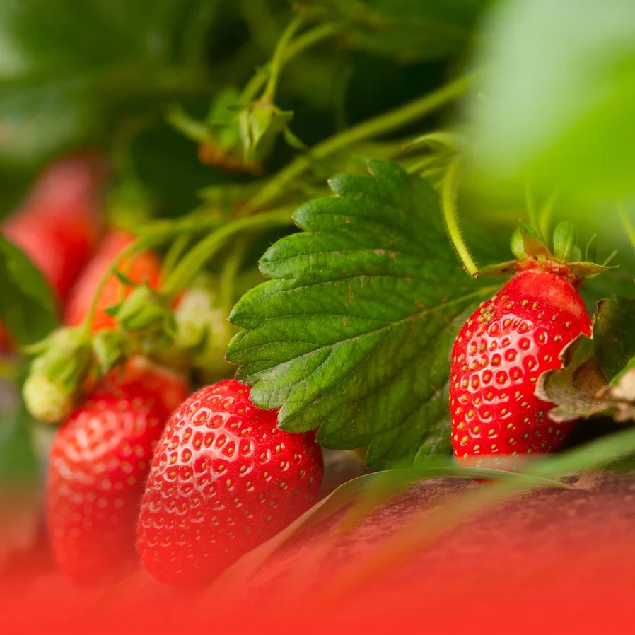 Cay-an-trai-optimized