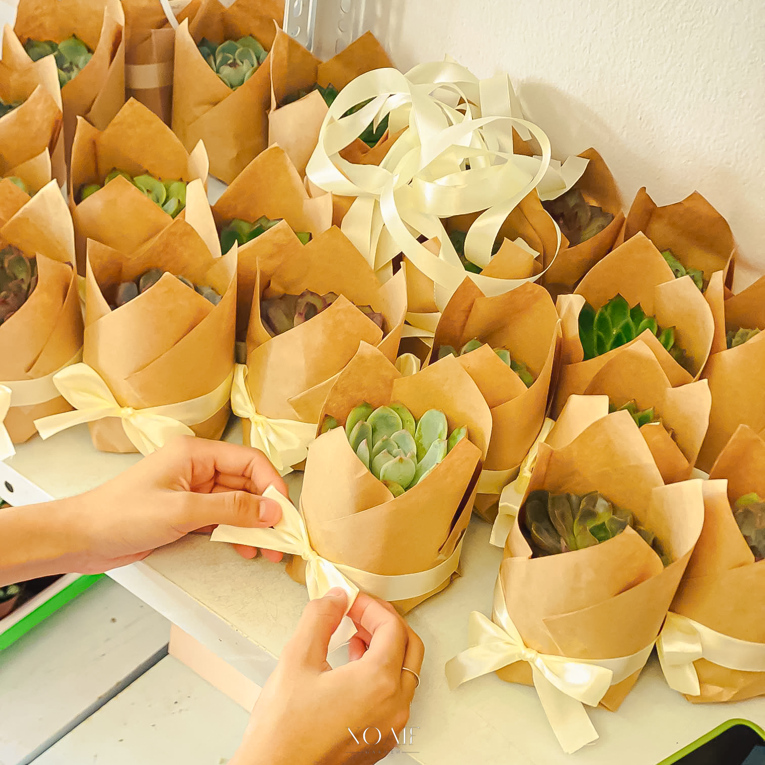 SET QUÀ TẶNG CÂY SEN ĐÁ 8CM_thumbnail_3