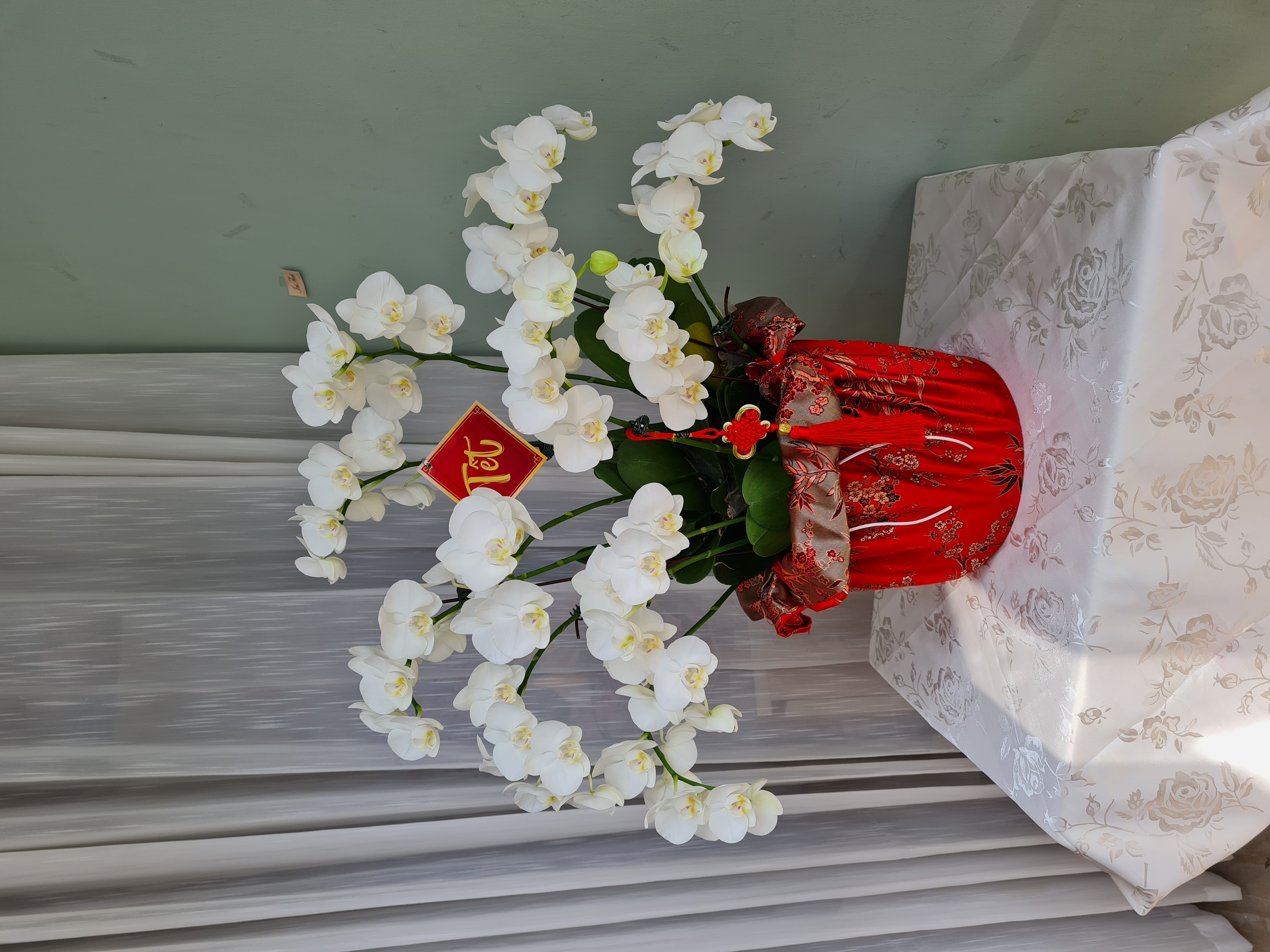 Chậu Lan Hồ Điệp (Tiểu Lan) - Màu Trắng - 10-12 nhánh