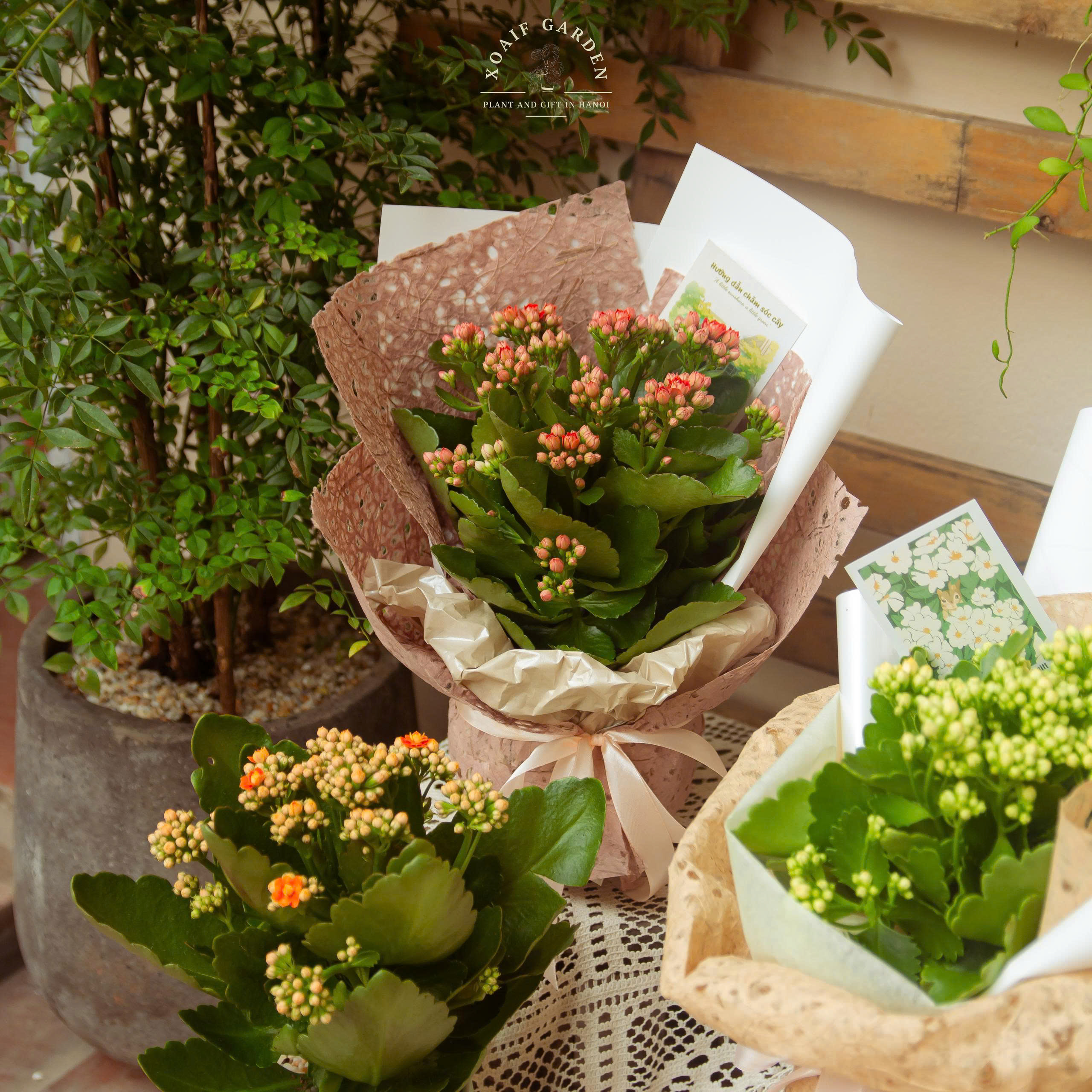 SET QUÀ TẶNG CÂY HOA SỐNG ĐỜI