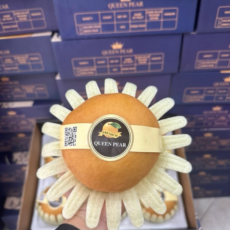 Lê Nâu (Queen Pear)_thumbnail_1