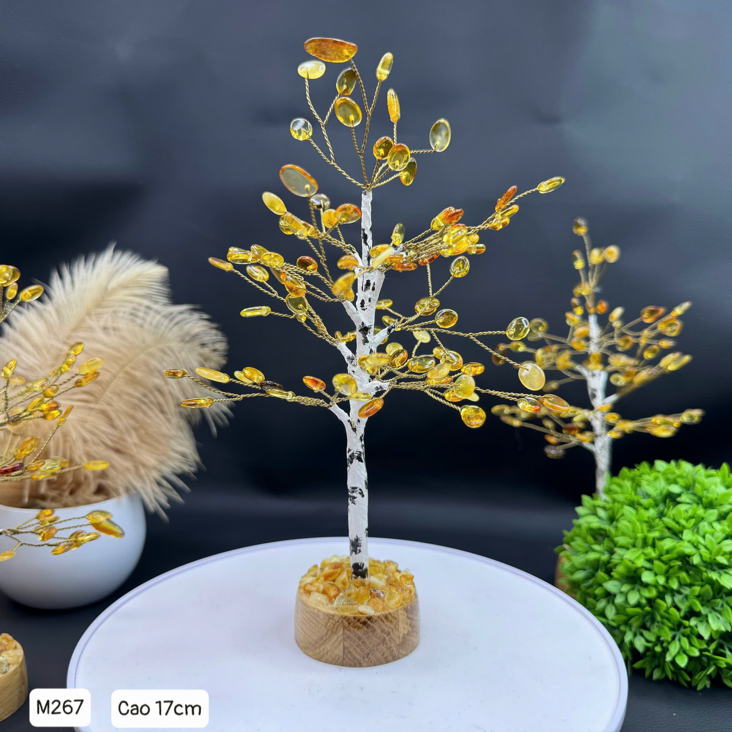 Cây hổ phách bạch dương - M267