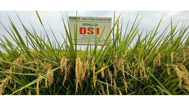 High quality pure Japonica rice variety DS1_thumbnail_2