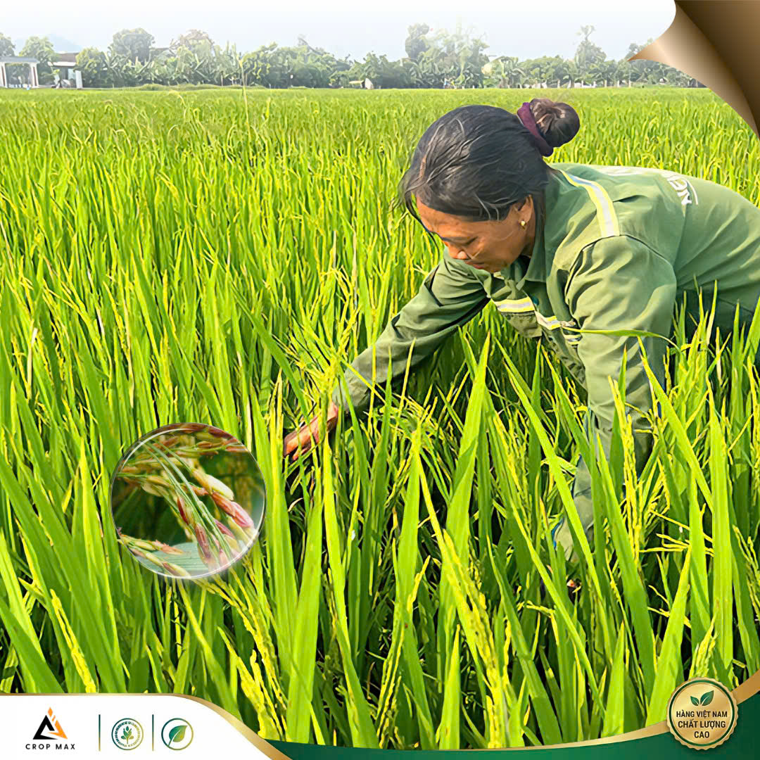 CYAT 525WG – Thuốc trừ bệnh phổ rộng, sạch bệnh nhanh, phục hồi cây mạnh_thumbnail_5